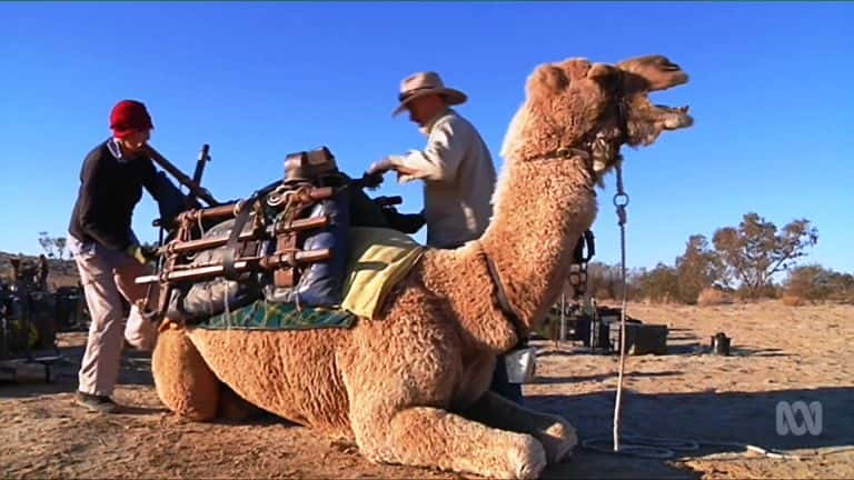 ¼ƬĴǵտ Running Wild Australia's CamelsĻ/Ļ