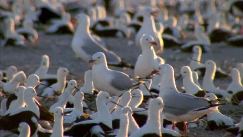 ¼Ƭ½ɶ Outback PelicansĻ/Ļ