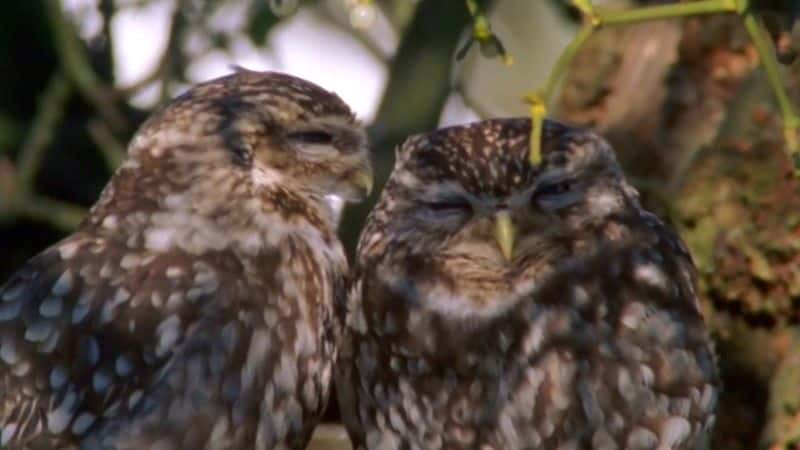 ¼Ƭèͷӥ͹԰ The Owls and the Orchardȫ1-Ļ/Ļ