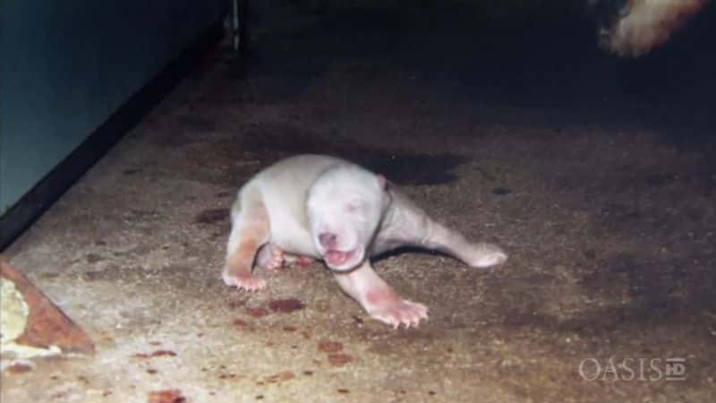 ¼Ƭƽ-־ٱ Peace - The Handraised Polar BearĻ/Ļ