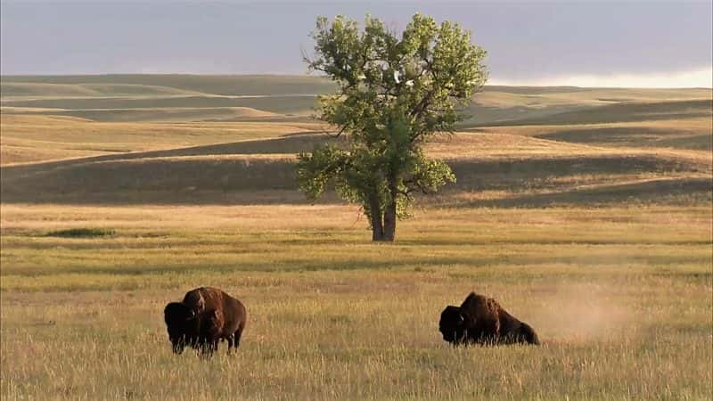 纪录片《野牛回归恢复美国大草原 Return of the Buffalo Restoring American prairie》[无字][BT][1080P]资源下载