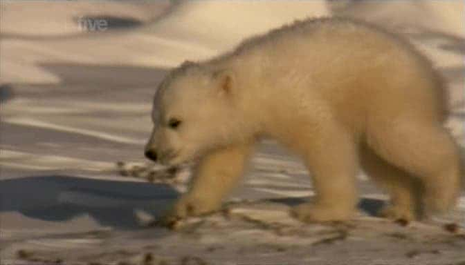 纪录片《北极熊周 Polar Bear Week》[无字] [BT][DVD画质]资源下载