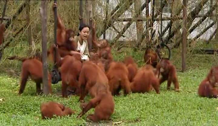 ¼Ƭռǣ 1  Orangutan Diary: Season 1ȫ5-Ļ/Ļ