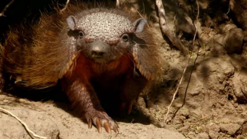 ¼Ƭǣ Patagonia: Earths Secret Paradise1080P-Ļ/Ļ