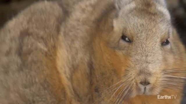 纪录片《巴塔哥尼亚公园：野外之旅 Patagonia Park: A Journey into the Wild》[无字][BT][720P]资源下载