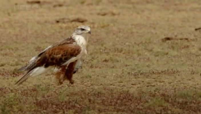 ¼Ƭԭ󣺳Ļ Prairie Dogs: Talk of the Town720P-Ļ/Ļ