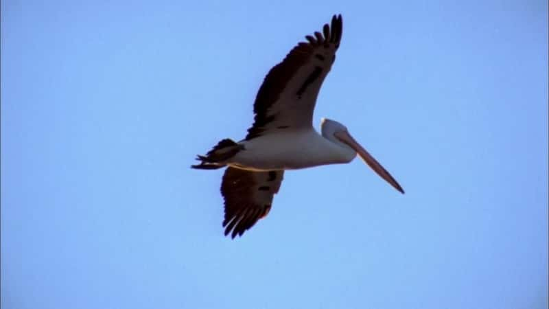 ¼Ƭ½ɶ Outback PelicansĻ/Ļ