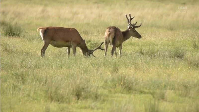 纪录片《荒野漫游系列1 Roaming in the Wild Series 1》[无字][BT][720P]资源下载