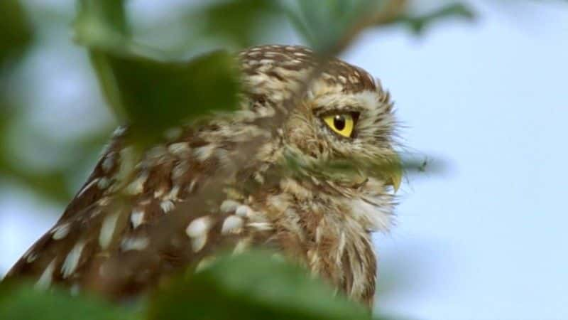 ¼Ƭèͷӥ͹԰ The Owls and the Orchardȫ1-Ļ/Ļ