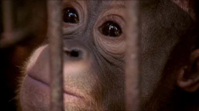 纪录片《猩猩王（BBC） The Orangutan King (BBC)》[无字][BT][1080P]资源下载