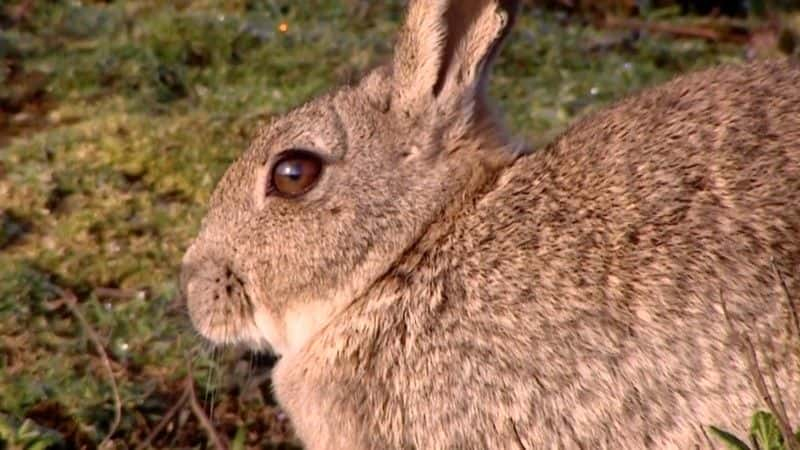 ¼Ƭ˹Ĭ The Rabbits of Skomerȫ1-Ļ/Ļ