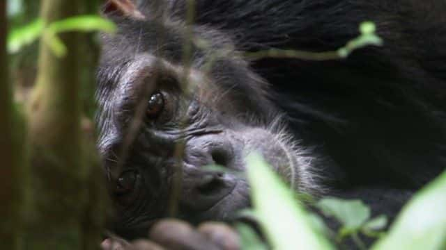 ¼ƬȵĸչرĿ Rescued Chimpanzees of the Congo Special1080Pȫ1-Ļ/Ļ