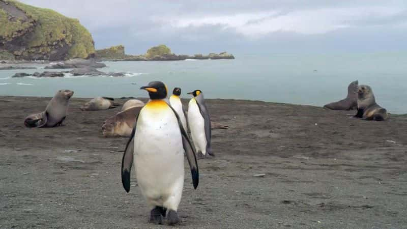 ¼Ƭ⣩ The Penguin King (Blu-Ray)Ļ/Ļ