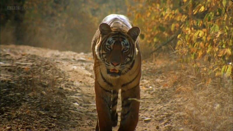 纪录片《老虎女王 (BBC 1080p) Queen of Tigers (BBC 1080p)》[无字] [BT][DVD画质]资源下载