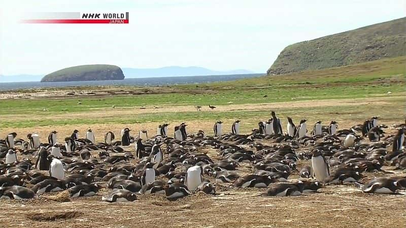 ¼Ƭ쵺Ⱥ Penguin Island: The Falklandsȫ1-Ļ/Ļ