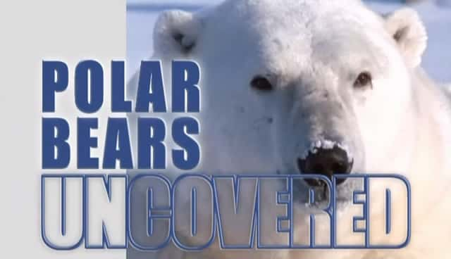 ¼Ƭܱ Polar Bears Uncoveredȫ1-Ļ/Ļ