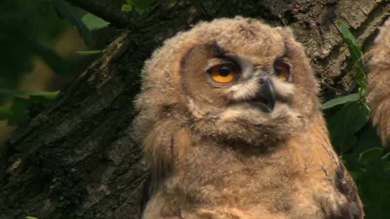 ¼Ƭèͷӥҹ Owls: Masters of the Night1080P-Ļ/Ļ