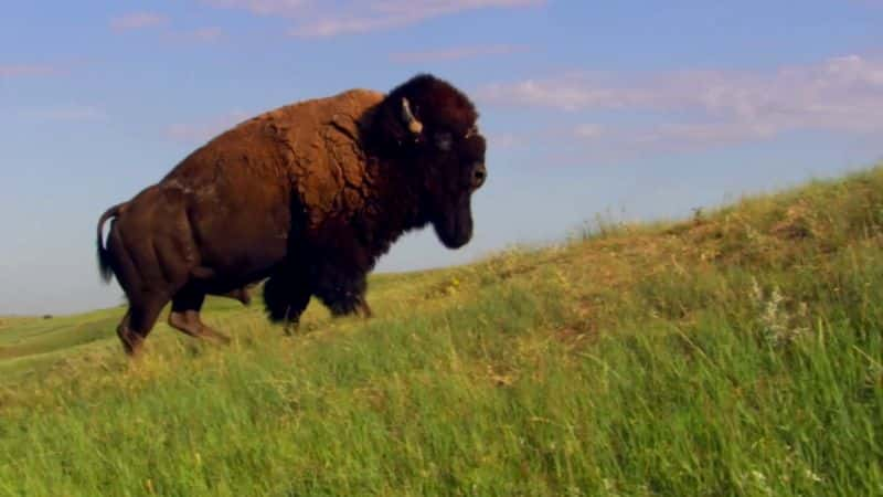 ¼Ƭأ߾ Pioneering: The American Frontier1080P-Ļ/Ļ