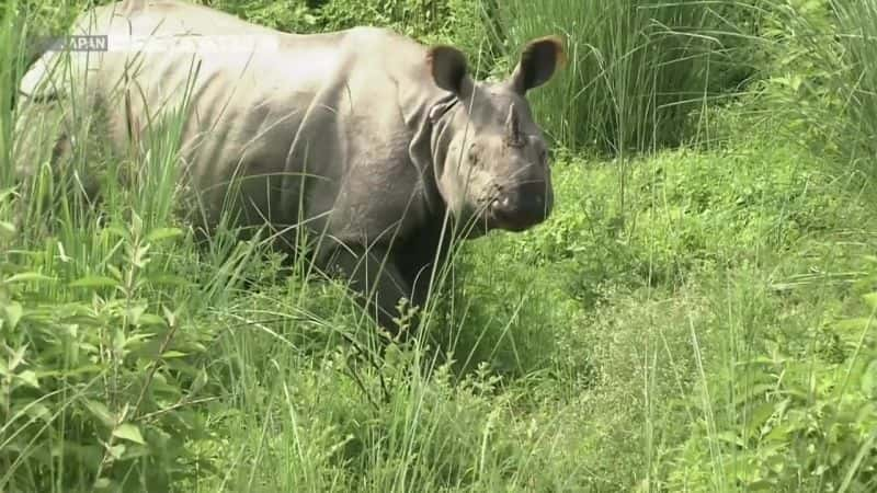 纪录片《巨人归来：印度犀牛 Return of the Giants: The Indian Rhinoceros》[无字][BT][1080P]资源下载