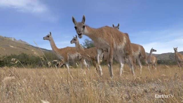 纪录片《巴塔哥尼亚公园：野外之旅 Patagonia Park: A Journey into the Wild》[无字][BT][720P]资源下载