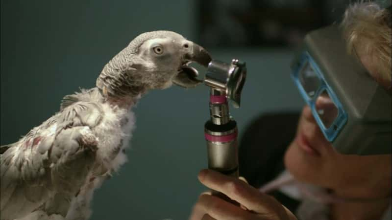 ¼ƬĻ Parrot ConfidentialĻ/Ļ