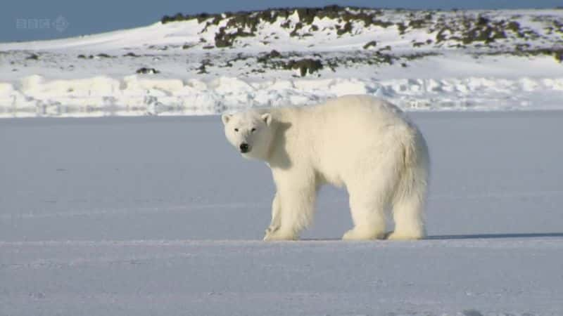 ¼ƬһҺ The Polar Bear Family and Meȫ3-Ļ/Ļ