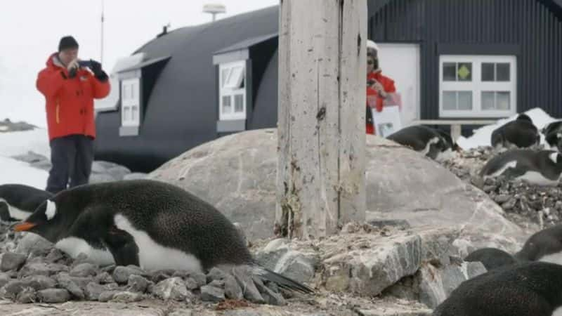 ¼Ƭʾ Penguin Post Officeȫ1-Ļ/Ļ