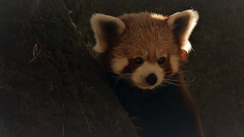 ¼ƬСèɰĶ Red Panda: World's Cutest Animal1080P-Ļ/Ļ