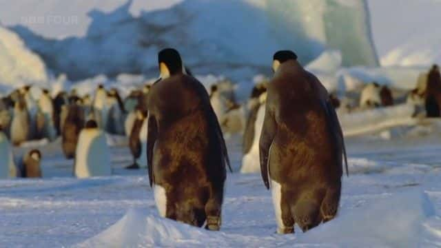 ¼Ƭϼ죨BBC Penguins of the Antarctic (BBC)ȫ1-Ļ/Ļ