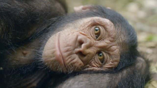 ¼ƬȵĸչرĿ Rescued Chimpanzees of the Congo Special1080Pȫ1-Ļ/Ļ