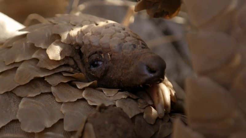 纪录片《穿山甲：世界上最想要的动物 Pangolins: The World's Most Wanted Animal》[无字][BT][720P]资源下载