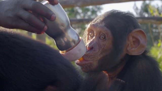 ¼ƬȵĸչرĿ Rescued Chimpanzees of the Congo Special1080Pȫ1-Ļ/Ļ