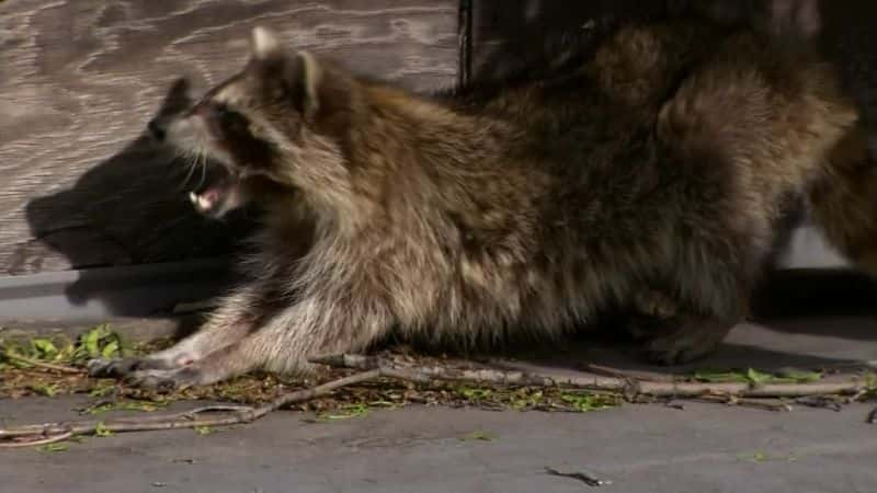 纪录片《浣熊国度 Raccoon Nation》[无字][BT][720P]资源下载