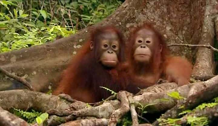 ¼Ƭռǣ 1  Orangutan Diary: Season 1ȫ5-Ļ/Ļ