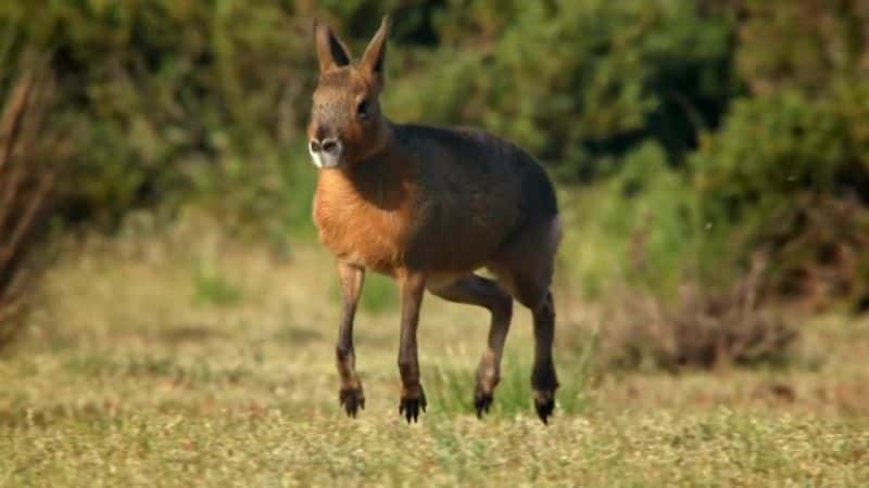 ¼Ƭǣ Patagonia: Earths Secret Paradise1080P-Ļ/Ļ