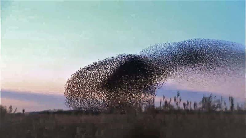 ¼Ƭǣ Nova: Bird Brain1080P-Ļ/Ļ