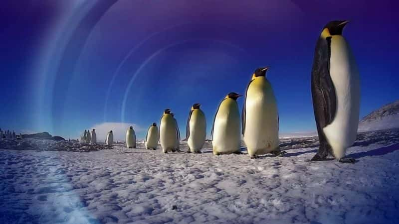 ¼Ƭ - һļ Penguins - Spy in the Huddleȫ3-Ļ/Ļ