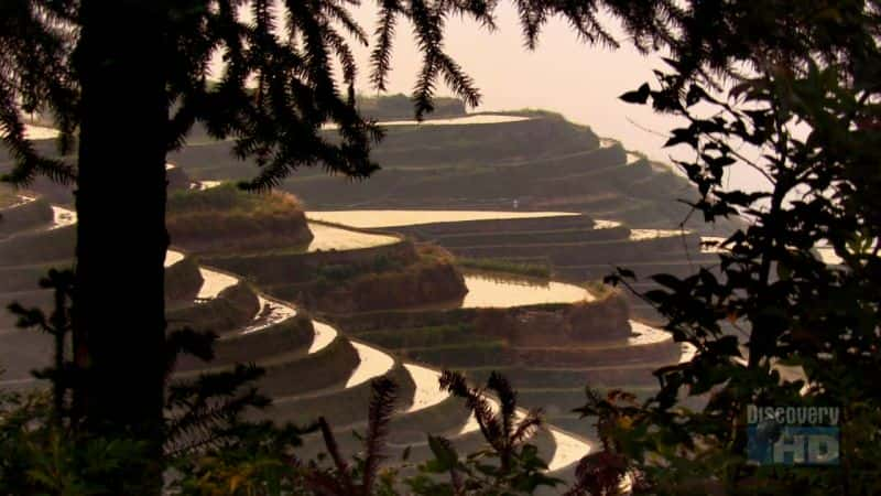 ¼Ƭƽ PingAn Rice PaddiesĻ/Ļ