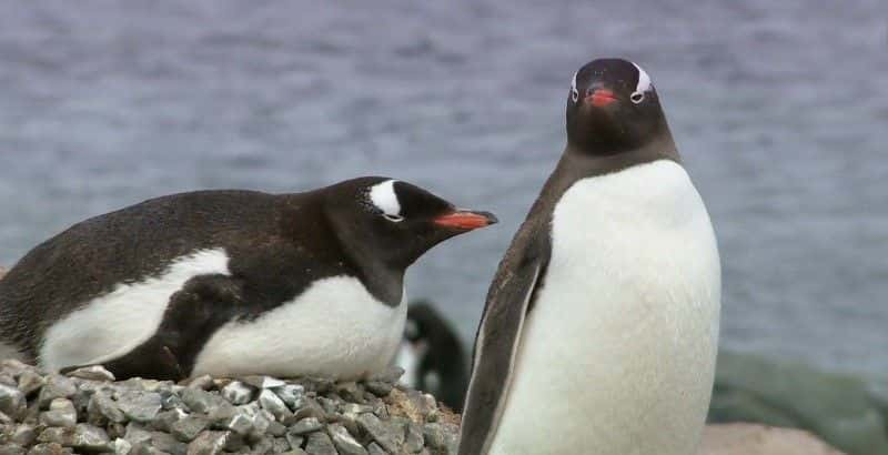 ¼Ƭ۲ The Penguin Watchers1080Pȫ1-Ļ/Ļ