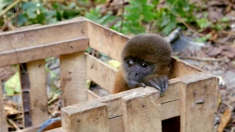 ¼Ƭ³ĺҵ Peru's Monkey Businessȫ1-Ļ/Ļ