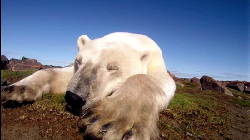 纪录片《北极熊：夏日奥德赛 Polar Bears: A Summer Odyssey》[无字][BT][DVD]资源下载