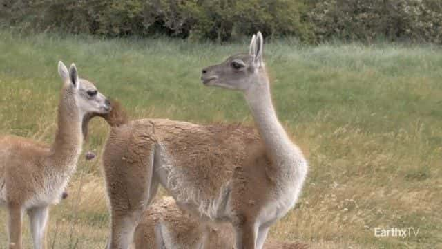 纪录片《巴塔哥尼亚公园：野外之旅 Patagonia Park: A Journey into the Wild》[无字][BT][720P]资源下载