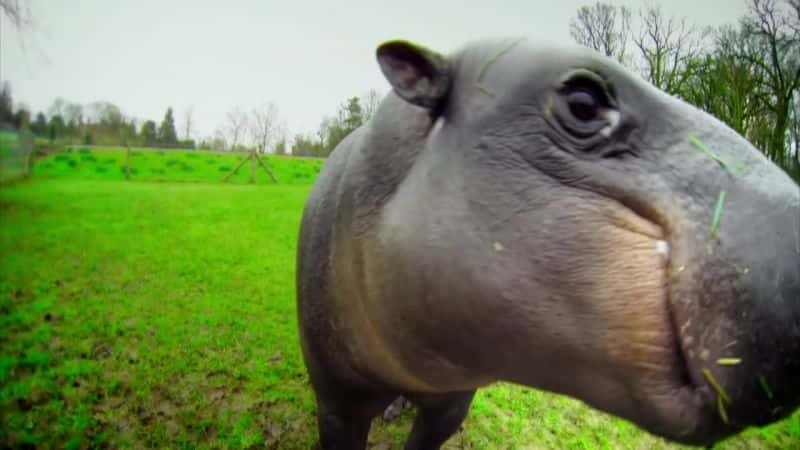 纪录片《侏儒河马：非常秘密的生活 The Pygmy Hippo: A Very Secret Life》[无字][BT][720P]资源下载