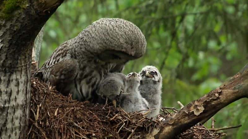 ¼Ƭèͷӥҹ Owls: Masters of the Night1080P-Ļ/Ļ