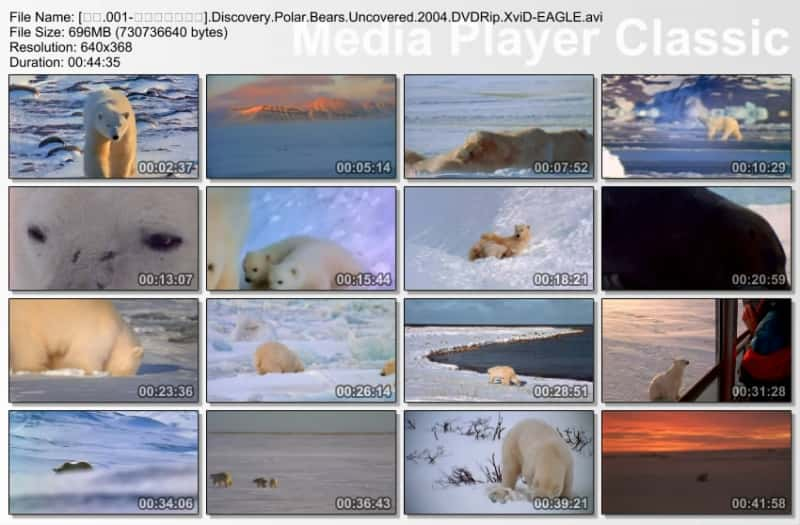 ¼Ƭܱ Polar Bears Uncoveredȫ1-Ļ/Ļ