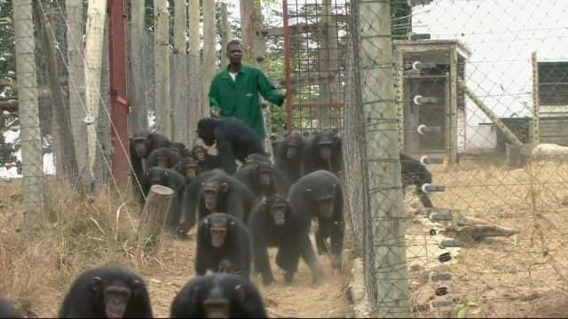 ¼ƬȵĸչرĿ Rescued Chimpanzees of the Congo Special1080Pȫ1-Ļ/Ļ