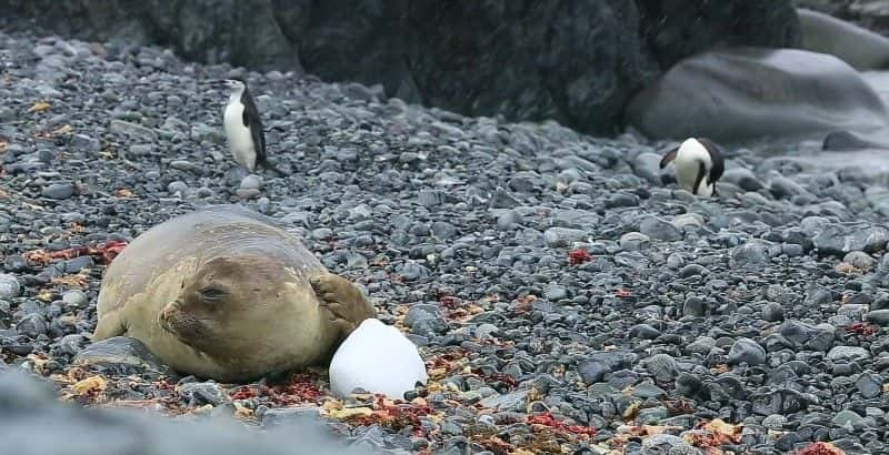 ¼Ƭ۲ The Penguin Watchers1080Pȫ1-Ļ/Ļ