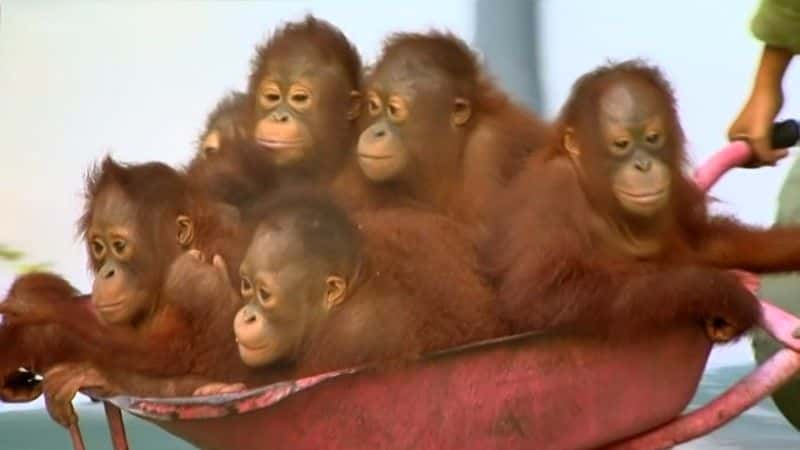 ¼ƬɣԳ (BBC) Orangutans: The Great Ape Escape (BBC)1080Pȫ1-Ļ/Ļ