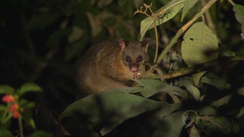 纪录片《稀有熊 - 高原树袋鼠 Rare Bear - The Tablelands Tree Kangaroo》[无字] [BT][DVD画质]资源下载