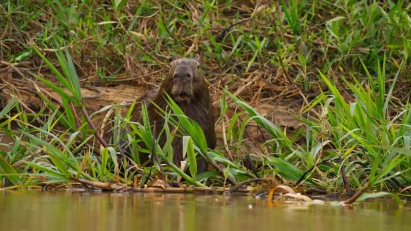 纪录片《地球脉动 II 第 3 部分 丛林 Planet Earth II Part 3 Jungles》[无字] [BT][DVD画质]资源下载